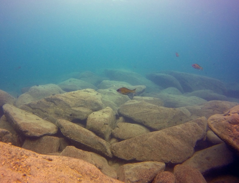 Ophthalmotilapia nasuta 'Mabilibili Bay'